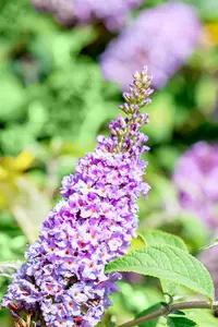 Buddleja dav. 'Lilac Chip'