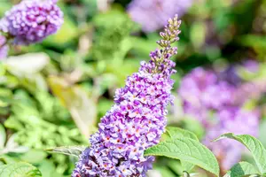 Buddleja dav. 'Lilac Chip' - 3 Ltr pot - image 2