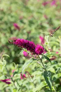 Buddleja dav. 'Miss Ruby'? - 50-60 CM C10 - image 4