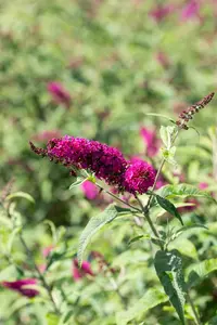 Buddleja dav. 'Miss Ruby'? - 5 Ltr pot - image 2