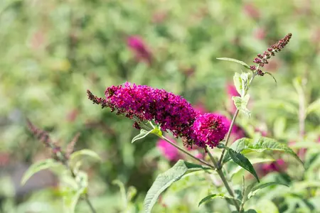 Buddleja dav. 'Miss Ruby'? - 100-125 CM C25 - image 1