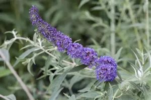 Buddleja dav. 'Nanho Blue'