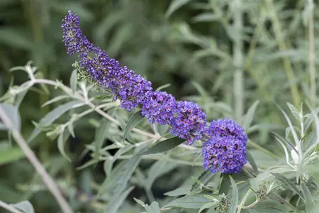 Buddleja dav. 'Nanho Blue' - 30-40 CM C3 - image 1