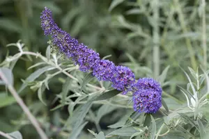 Buddleja dav. 'Nanho Blue' - 30-40 CM C3 - image 2