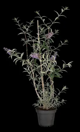 Buddleja dav. 'Nanho Blue' - 2.5 Ltr pot - image 2