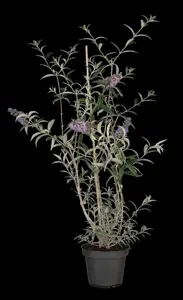 Buddleja dav. 'Nanho Blue' - 2.5 Ltr pot - image 2