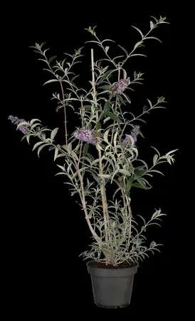 Buddleja dav. 'Nanho Blue' - C6.5 - image 2