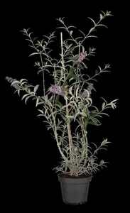 Buddleja dav. 'Nanho Blue' - C6.5 - image 2