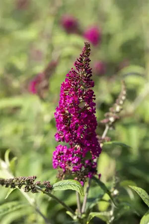 Buddleja dav. 'Nanho Purple' - 50-60 CM C3 - image 1
