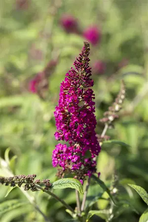 Buddleja dav. 'Nanho Purple' - P9 - image 1