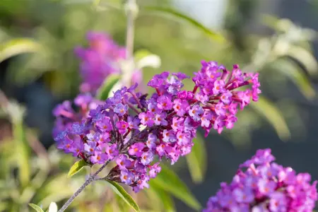 Buddleja dav. 'Nanho Purple' - 3 Ltr pot - image 2