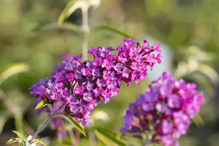 Buddleja dav. 'Nanho Purple' - 2.5 Ltr pot - image 2