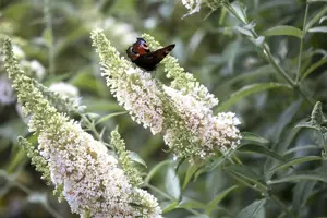Buddleja dav. 'Nanho White'