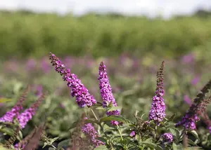 Buddleja dav. 'Pink Chip' - 3 Ltr pot - image 2
