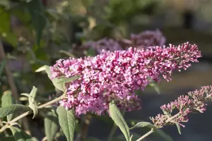 Buddleja dav. 'Pink Delight' - 7.5 Ltr pot - image 4