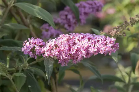 Buddleja dav. 'Pink Delight' - 10 Ltr pot - image 5