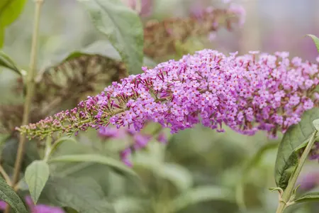 Buddleja dav. 'Pink Delight' - C6.5 - image 3