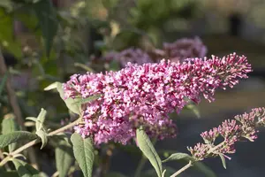 Buddleja dav. 'Pink Delight' - 40-60 CM C2 - image 4