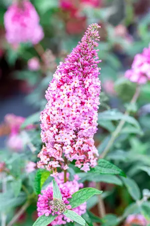 Buddleja dav. 'Pink Panther' - 100-125 CM C25 - image 2