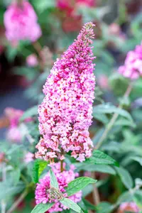Buddleja dav. 'Pink Panther' - 100-125 CM C25 - image 2