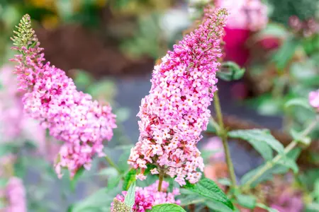 Buddleja dav. 'Pink Panther' - 100-125 CM C25 - image 1