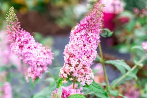 Buddleja dav. 'Pink Panther' - 100-125 CM C25 - image 1