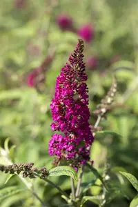 Buddleja dav. 'Prince Charming'