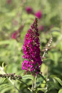 Buddleja dav. 'Prince Charming'