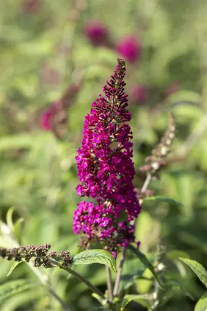 Buddleja dav. 'Prince Charming' - 3 Ltr pot