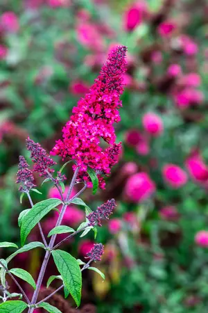 Buddleja dav. 'Prince Charming' - 125-150 CM C20 - image 2