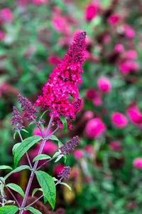 Buddleja dav. 'Prince Charming' - 125-150 CM C20 - image 2