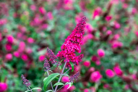 Buddleja dav. 'Prince Charming' - 125-150 CM C20 - image 1