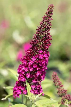 Buddleja dav. 'Red Chip' - 3 Ltr pot - image 4