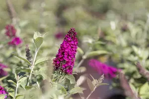 Buddleja dav. 'Red Chip'