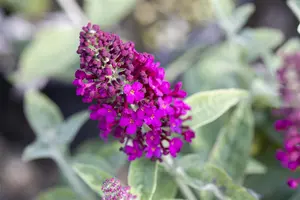 Buddleja dav. 'Red Chip' - 3 Ltr pot - image 2