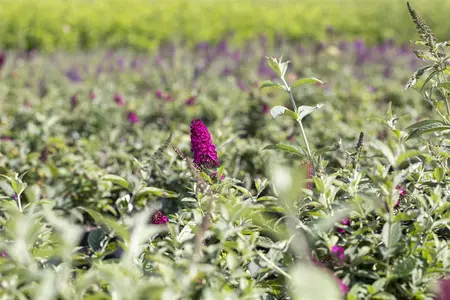 Buddleja dav. 'Red Chip' - 3 Ltr pot - image 3