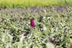Buddleja dav. 'Red Chip' - 3 Ltr pot - image 3
