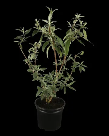 Buddleja dav. 'Royal Red' - 2 Ltr pot - image 1