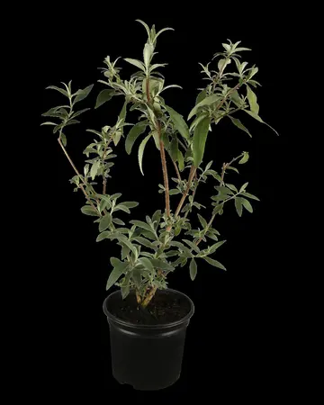 Buddleja dav. 'Royal Red' - C6.5 - image 1