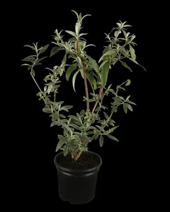 Buddleja dav. 'Royal Red' - C6.5 - image 1