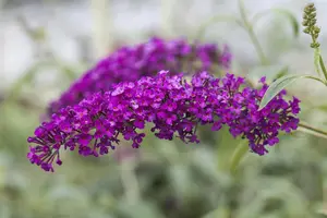 Buddleja dav. 'Royal Red' - C6.5 - image 2