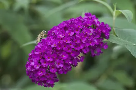 Buddleja dav. 'Royal Red' - C6.5 - image 3