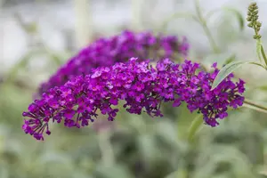 BUDDLEJA dav.ROYAL RED