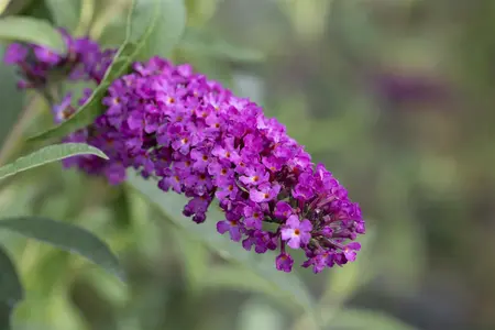 BUDDLEJA dav.ROYAL RED 3L - image 5