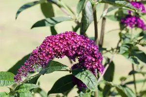Buddleja dav. 'Royal Red' - 125-150 CM C10 - image 4