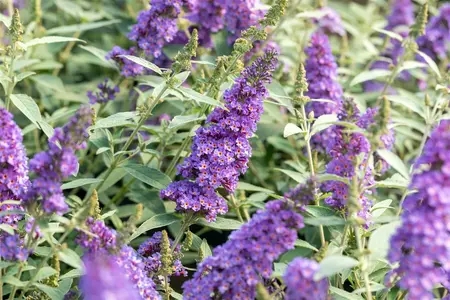 Buddleja dav. 'Summer Kids? Micki' - 5 Ltr pot - image 2