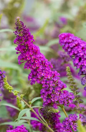 Buddleja dav. 'Summer Kids? Romy' - 5 Ltr pot