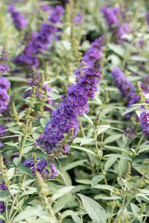 Buddleja dav. 'Summer Kids? Sophie' - 5 Ltr pot - image 1