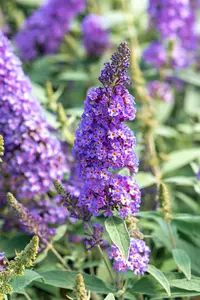 Buddleja dav. 'Summer Kids? Sophie' - 5 Ltr pot - image 3