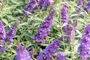 Buddleja dav. 'Summer Kids? Sophie' - 5 Ltr pot - image 2